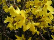 Forsythia suspensa
